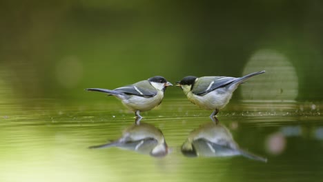 two titmice by a pond