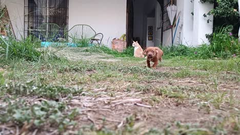 Un-Cachorro-Sale-Corriendo-De-Una-Casa,-Pasa-Junto-A-Un-Gato-Y-Se-Dirige-Directamente-A-La-Cámara