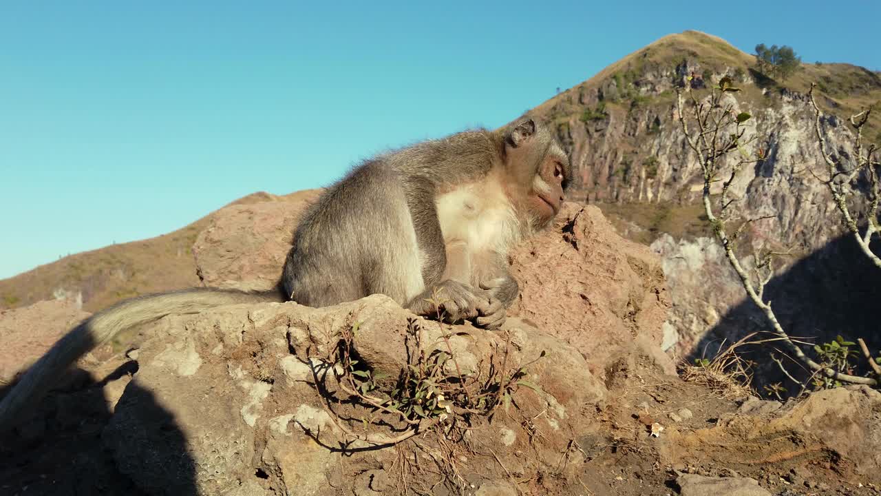 발리 장리 원이 (balinese long-tailed monkey) 는 인도네시아 발리의 바위 위에 앉아 있다.