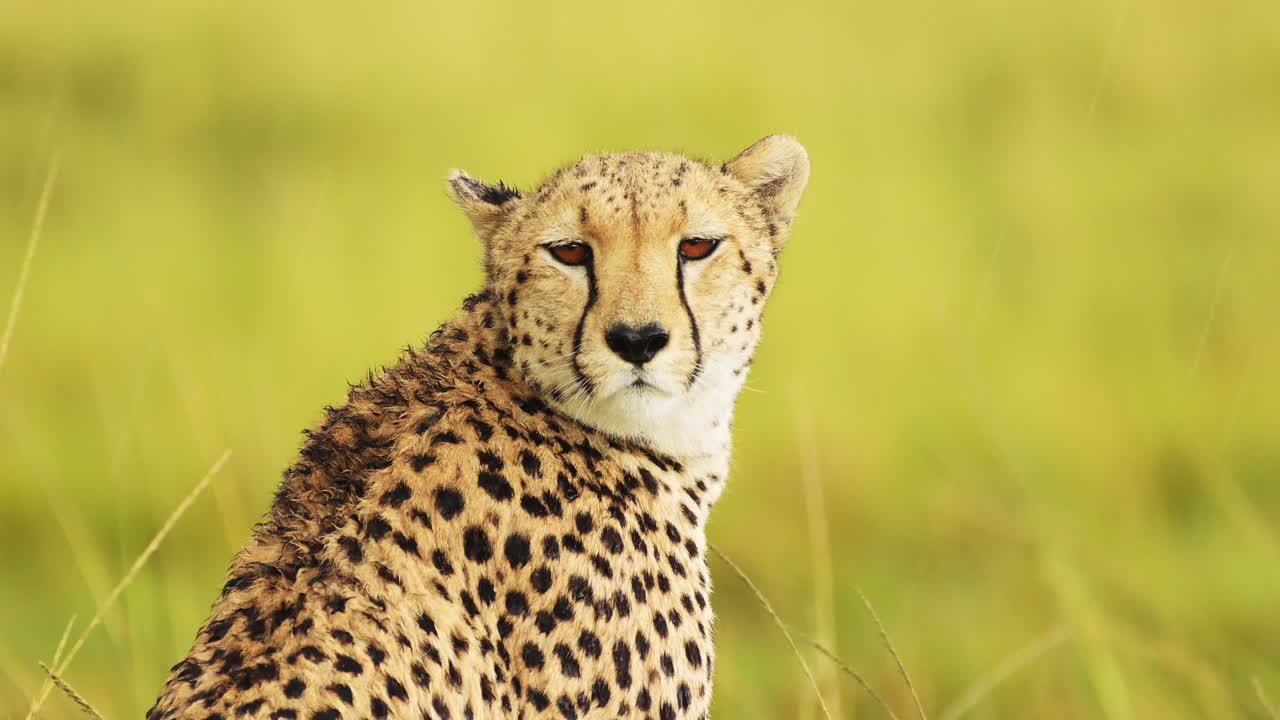 disparo en cámara lenta de primer plano de un guepardo en la lluvia en busca de presa, detalle de la piel y las marcas manchadas, vida silvestre africana en la reserva nacional de maasai mara