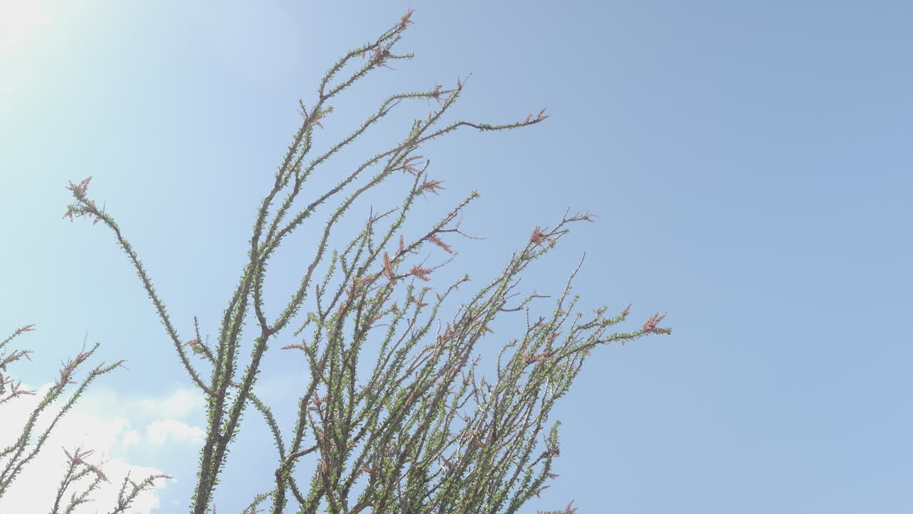 Low angle shot of an Ocotillo plant in the west Texas Desert on a sunny day