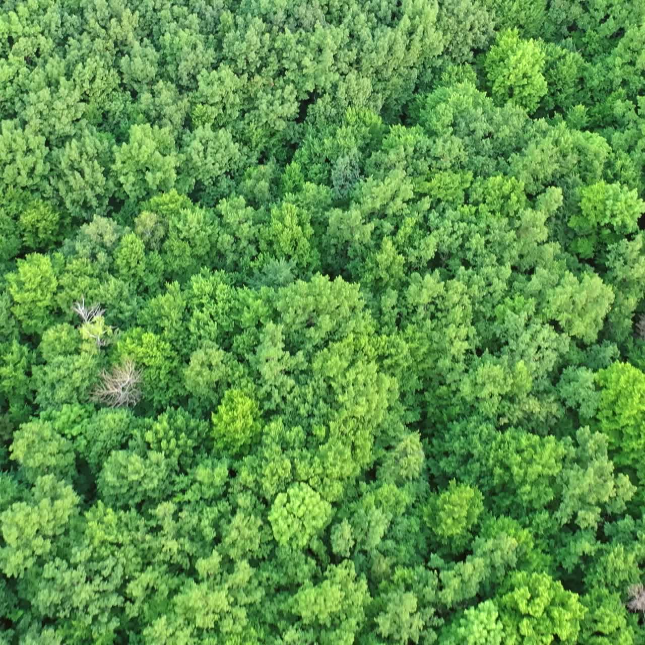 Green park view from above