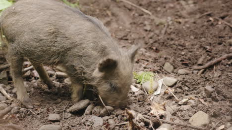 Zwei-Wildschweine-Grasen-Im-Wald-Wildes-Leben-Des-Waldes-4k-Video