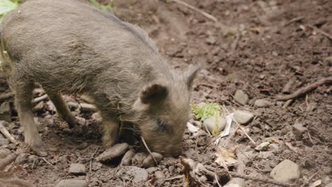 Two-Wild-Boars-Graze-In-The-Forest-Wild-Life-Of-The-Forest-4K-Video