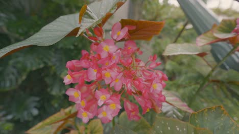 primer plano de las begonias rosas