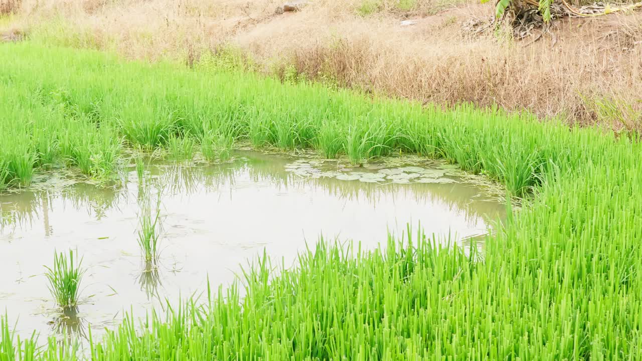 las hermosas plantas de arroz en un hermoso campo de arroz en granjas orgánicas al atardecer
