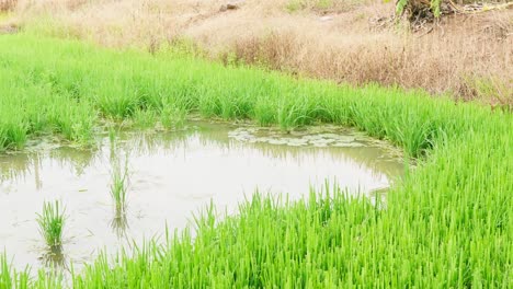 Las-Hermosas-Plantas-De-Arroz-En-Un-Hermoso-Campo-De-Arroz-En-Granjas-Orgánicas-Al-Atardecer