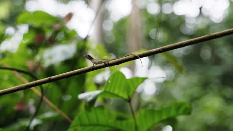 Video-Mane-chameleon-crawling-on-a-tree-trunk