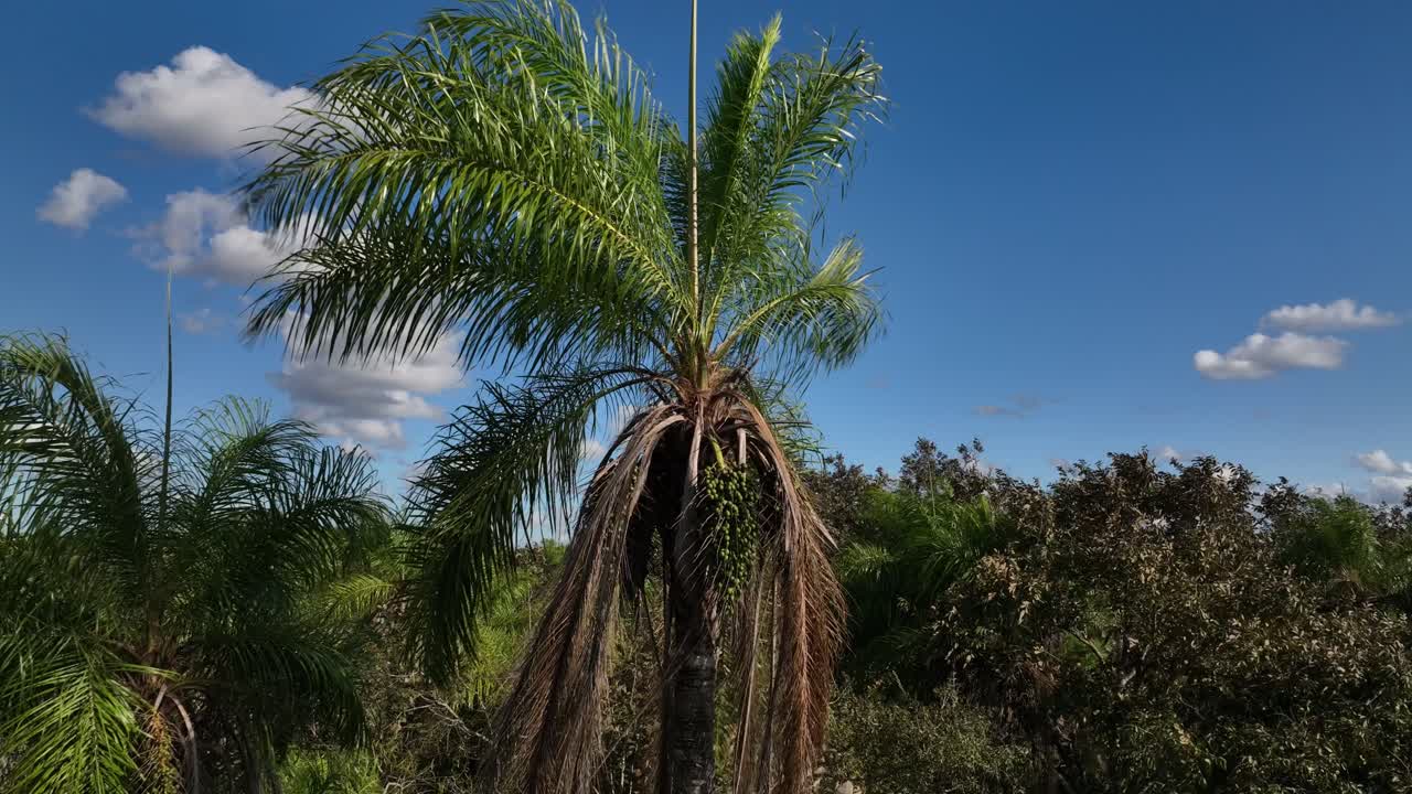 tres de cerca la jungla de bolivia rinforest con palma