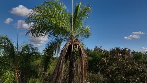 three close up jungle of bolivia rinforest with palm