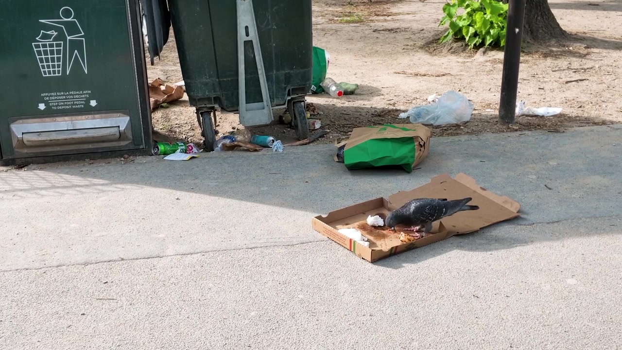 Un piccione mangia avanzi di cibo da una scatola della pizza vicino a bidoni della spazzatura in pieno giorno.
