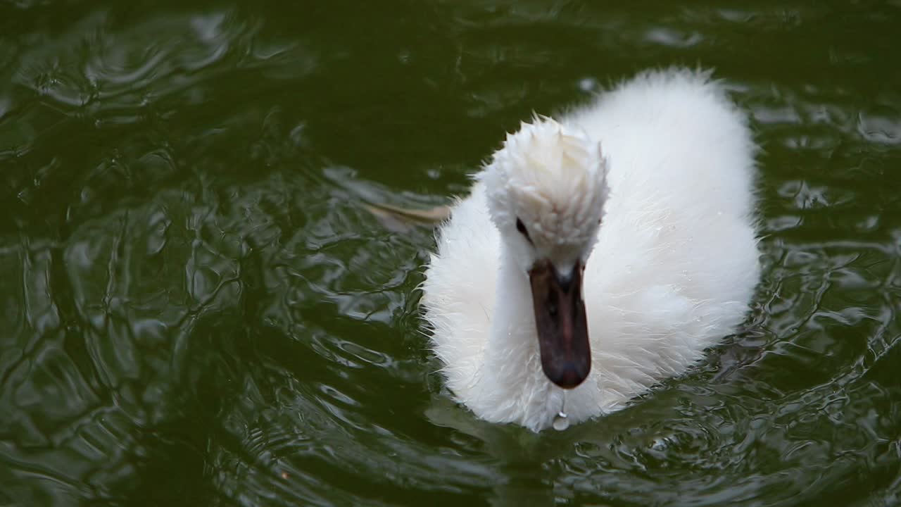 un año y medio de edad, jóvenes cygninae cerca de cisnes nadando en un lago verde natural, cuñada, hermanos masculinos y femeninos, sagrada tradición griega.