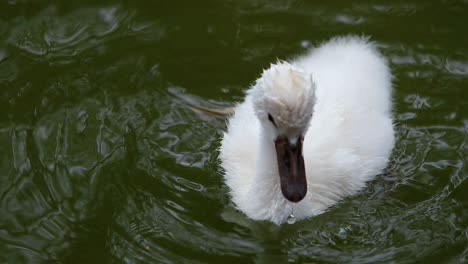 Eineinhalb-Jahre-Alte-Junge-Cygninae-Aus-Nächster-Nähe,-Schwan,-Cygnets,-Die-In-Einem-Natürlichen-Grünen-See-Schwimmen,-Schwarmkeil,-Männliche-Und-Weibliche-Geschwister,-Heilige-Griechische-Tradition