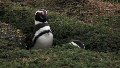 two magellanic penguins walk inside green ditch and stoop into a hole in patagonia, chile
