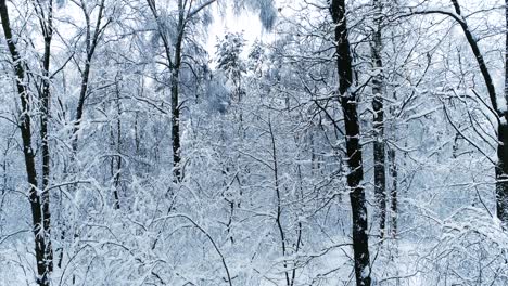 Snowy-branches-in-forest.-Winter-fairy-background