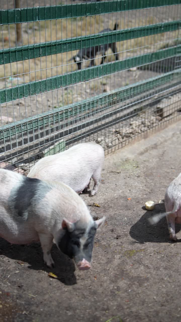 창고에 힌 돼지