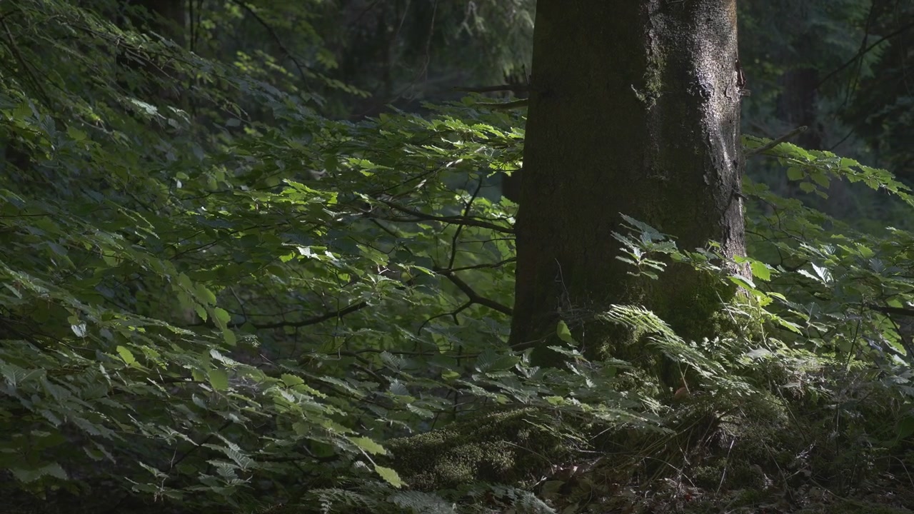 Una scena boschiva ombreggiata con un tronco d'albero circondato da felci e rami frondosi. Ideale per progetti sulla natura o contenuti a tema forestale.