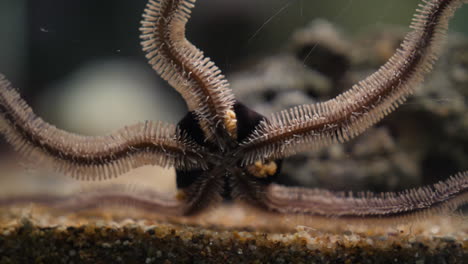 Unten-Blick-Auf-Einen-Seestern-In-Einem-Aquarium-In-Montpellier,-Nahaufnahme