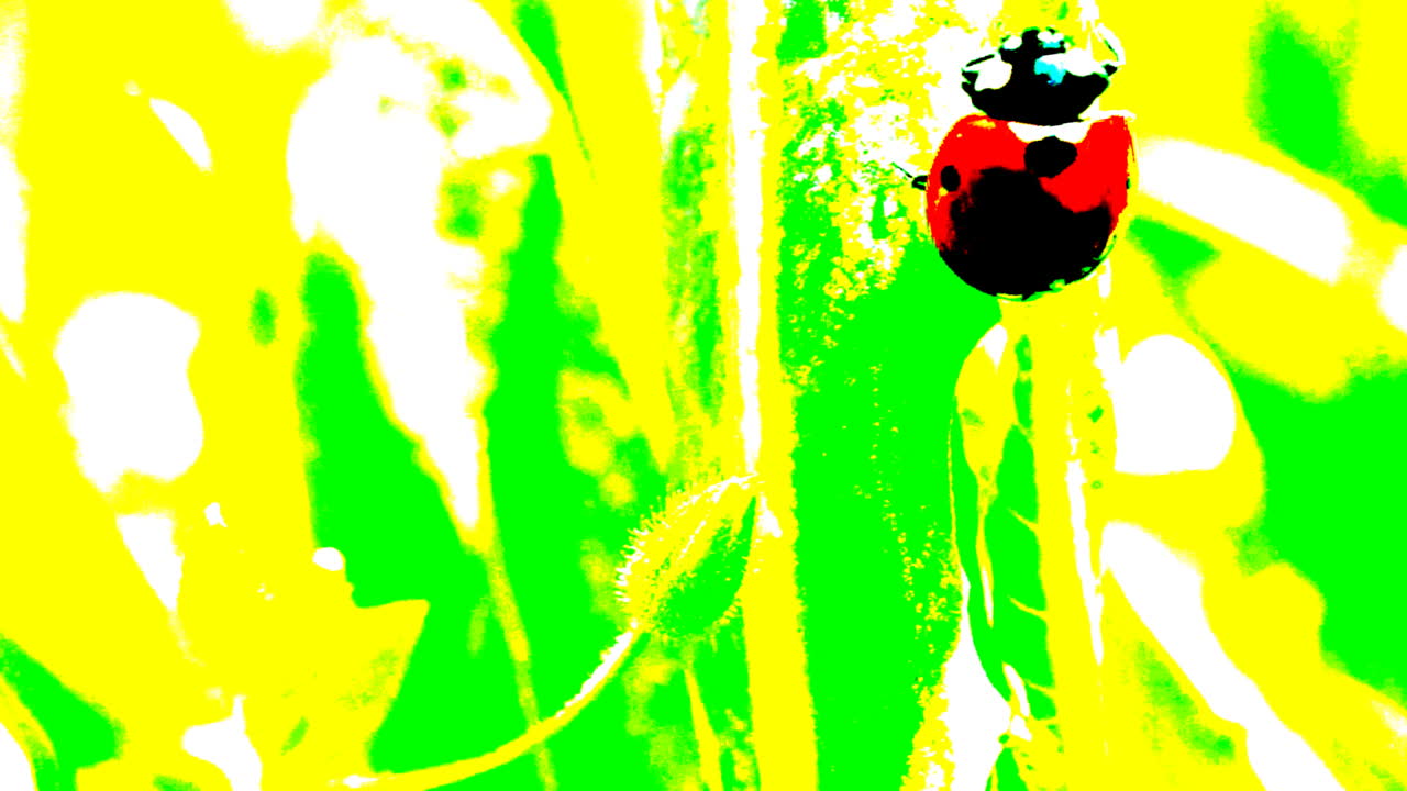 Coccinella, animazione, riprese in primavera. La coccinella striscia sull'erba.