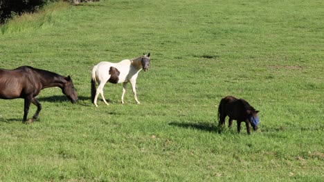 horses and a pony graze and interact in a sunny field