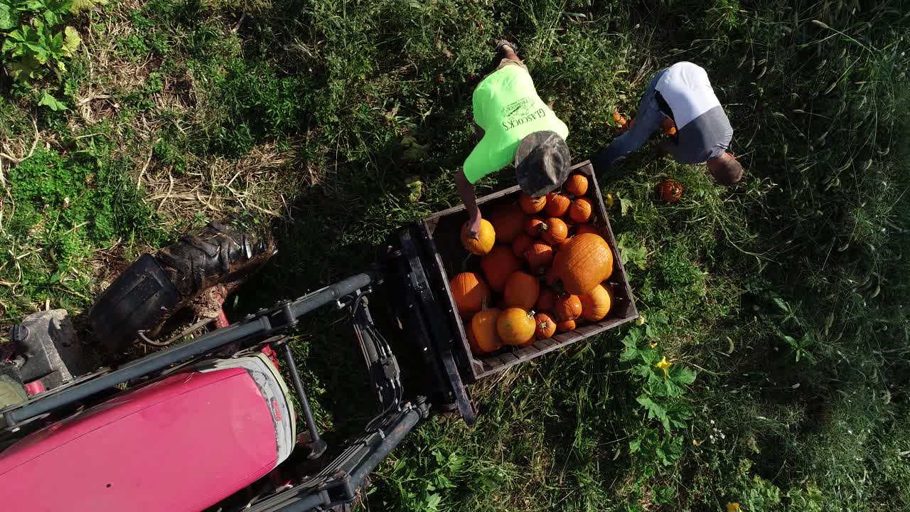 Ripresa dall'alto di due agricoltori che raccolgono zucche e le mettono in un contenitore sulla parte anteriore di un trattore.
