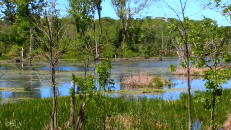Lush wetlands in Indiana Dunes National Park offer a serene view with vibrant greenery, clear blue sky, and reflective water. Tranquil atmosphere under daylight illuminates the scene