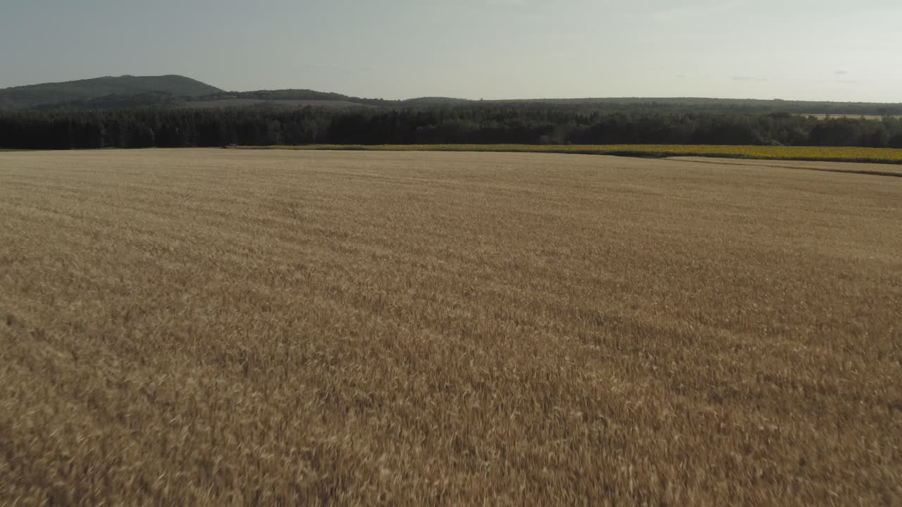 Agriculture field of wheat stretching for acres blowing in wind, Aerial Forward