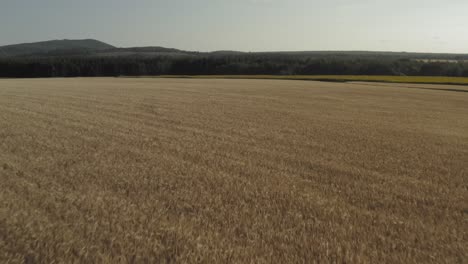 agriculture field of wheat stretching for acres blowing in wind, aerial forward