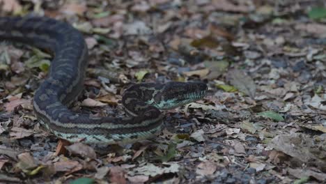 a python slithers across leaf-covered ground