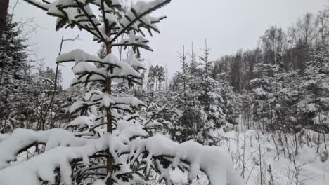 Rear-view-follows-woman-in-grey-parka-carrying-saw-in-deep-snow-in-forest