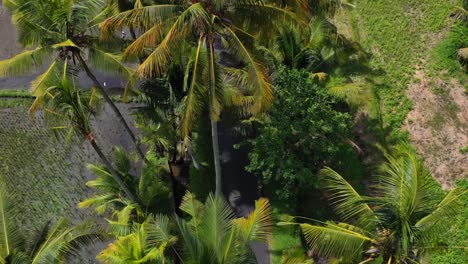 aerial top down circling tropical coconut trees and rice field in bali indonesia