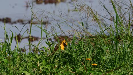 tejedor dorado asiático, ploceus hypoxanthus