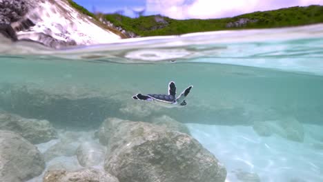 juvenile green sea turtle swimming under shallow sea water