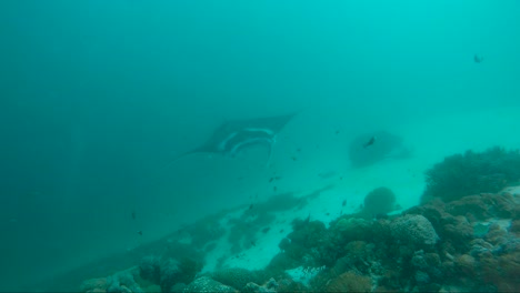 one manta ray belly rubs the sand and the other swims straight towards the camera and then plays with friend on reef