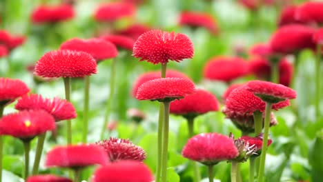 red flowers in a field