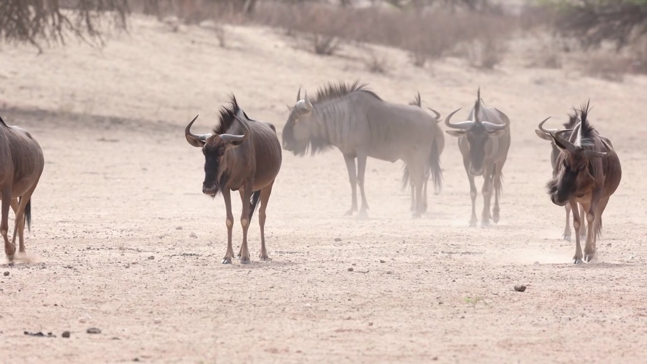 A herd of Blue Wildebeest walking through the dusty, arid landscape of the Kgalagadi Transfrontier Park, South Africa.