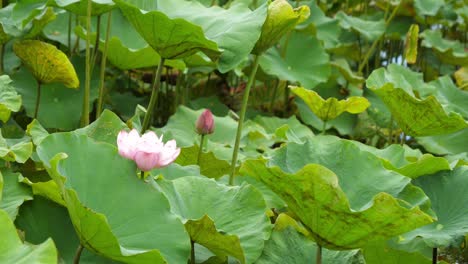 nature elegant pink lotus in taiwan taipei botanic garden