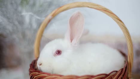 easter bunny with easter multicolored eggs on a green background