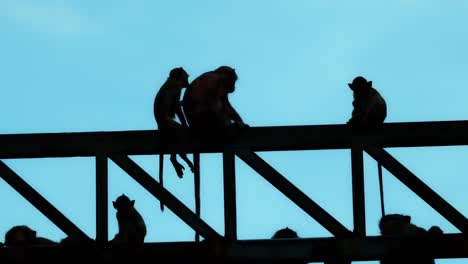 Silhouette-of-baby-monkey-nudging-mother-monkey-to-groom,-louse-picking-and-flea-hunting-on-steel-beam-with-the-troop-of-monkeys-and-a-blue-sky-background,-Long-tailed-Macaque,-Macaca-fascicularis