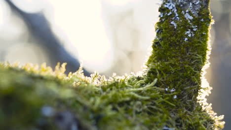 macro shot with a tree branch covered with moss and lichen