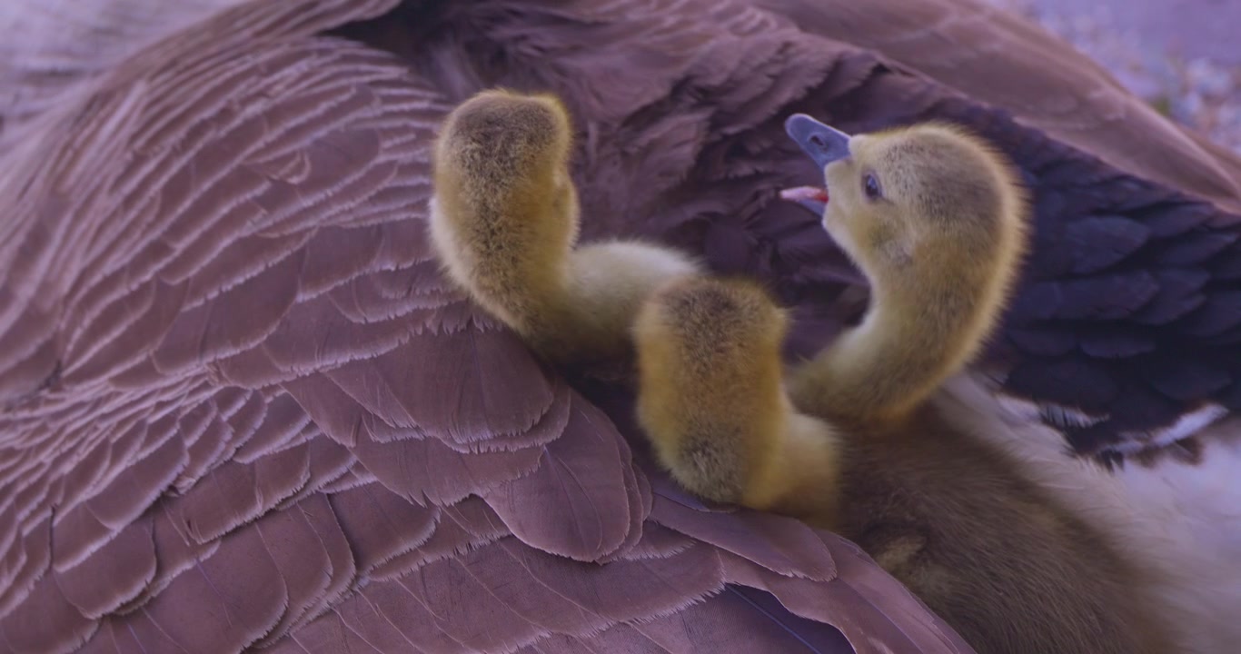 Little wee birds chicks Canadian geese in natural environment, wildlife cute lovely scene closeup view