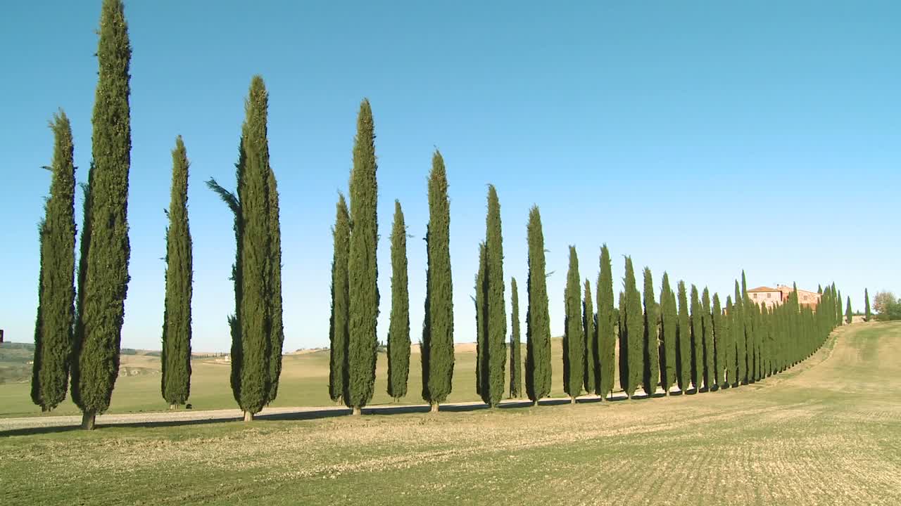 이탈리아 투스카니 3에 나무가 길게 늘어선 농장 빌라의 와이드 샷
