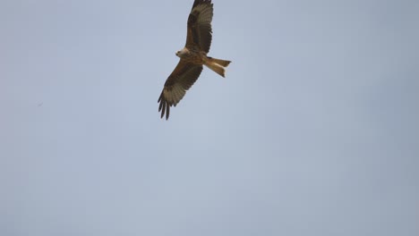 Majestuosa-águila-Cometa-Roja-En-El-Aire-Deslizándose-Y-Volando-Contra-El-Cielo-Azul-En-Verano---Primer-Plano-De-Seguimiento