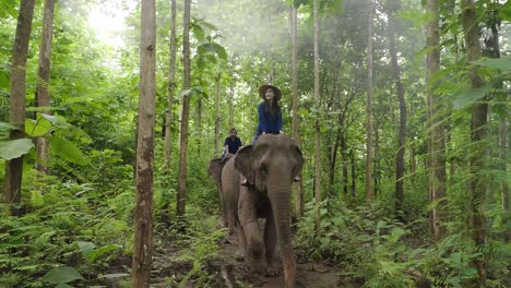 people riding elephants in a tropical forest