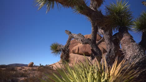 closeup needles of yucca trees joshua tree national park california mojave colorado desert sunny vibrant blue sky rocky rugged boulders mountain landscape sheephole valley fortynine palm pan down