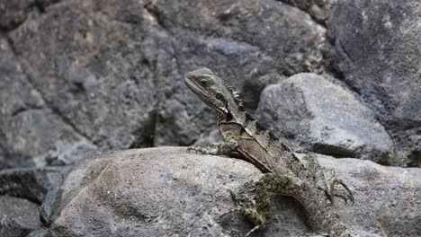 a lizard sunning itself on a rocky surface.