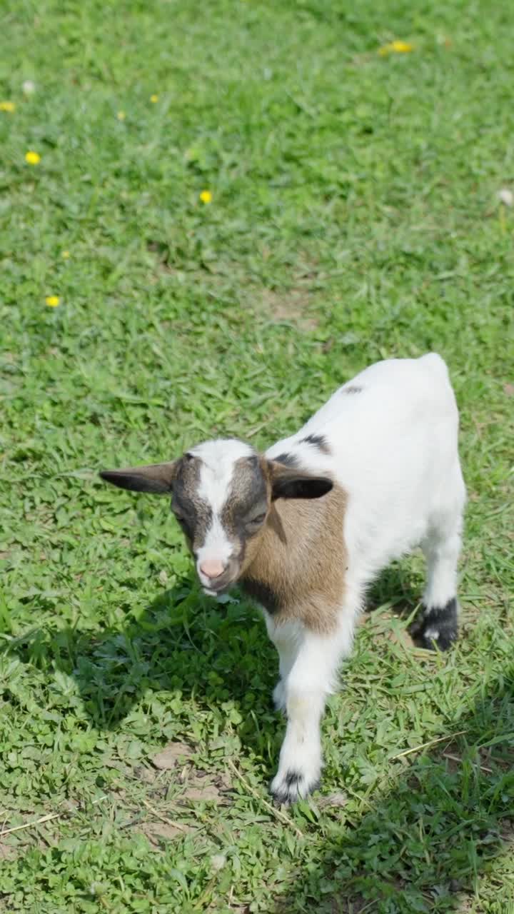 Tiny dwarf goat walking on green grass with a playful and curious attitude.Vertical shot.