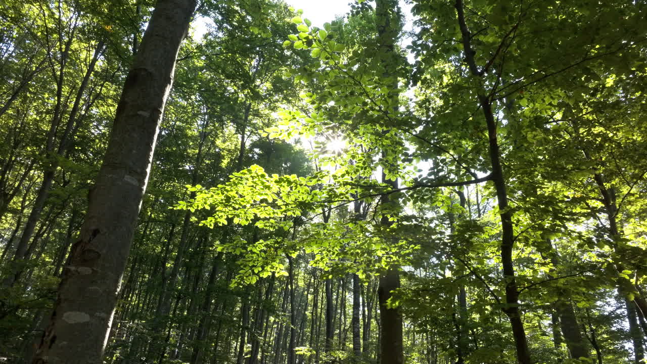 Sunlight through trees in a forest