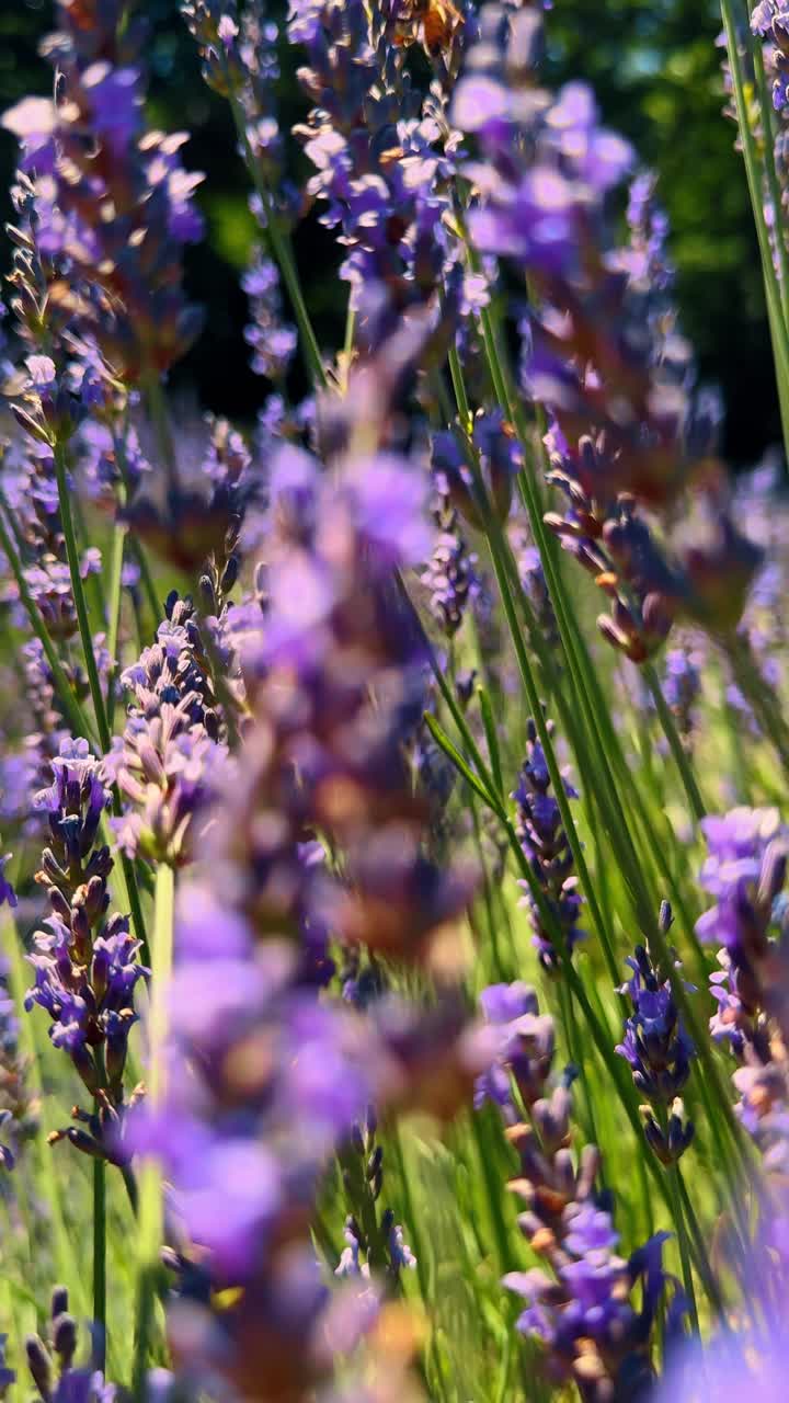 Primo piano di fiori di lavanda viola con messa a fuoco superficiale. Dettaglio macro di fioriture di lavanda con sfondo bokeh morbido e ape che cerca cibo alla luce naturale.