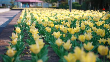el paisaje de las flores de tulipán en el parque kirishimagaoka